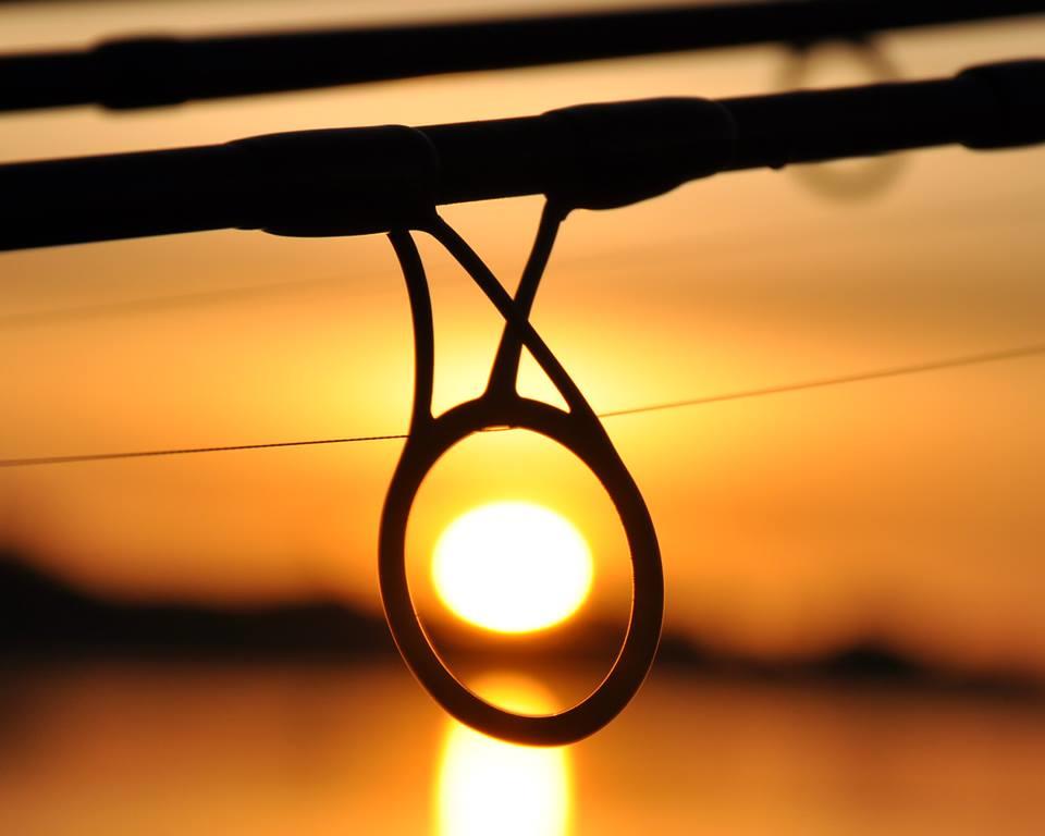 carp - 1797141020149304975311228827699n.jpg